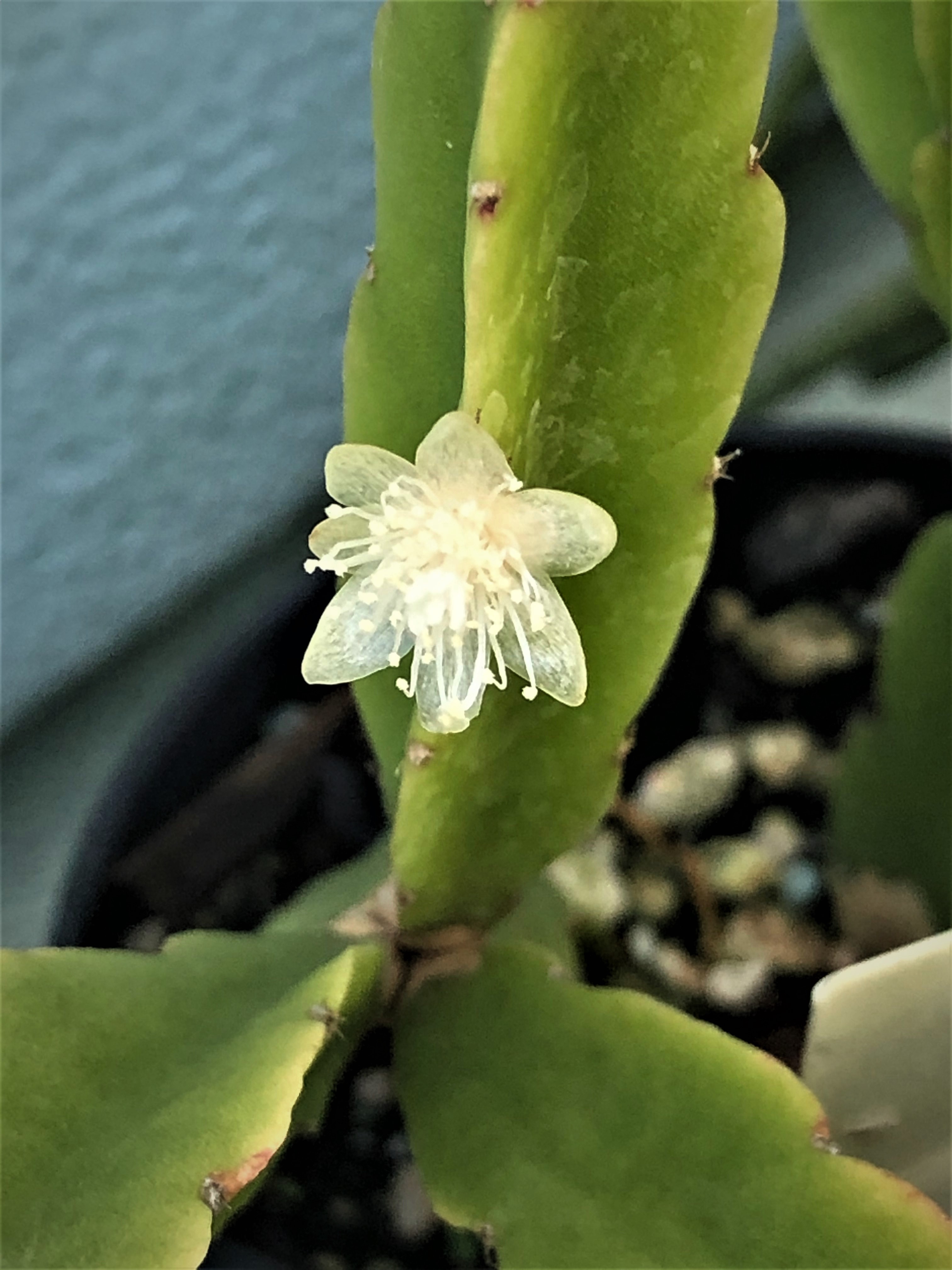 http://www.cloudjungle.com/cloudjungle/Cactaceae/Rhipsalis/rhipsalis noid1.jpg